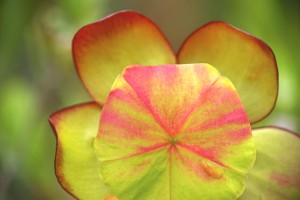 pitcher plant